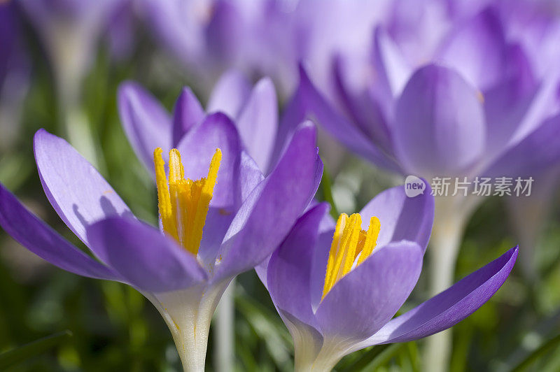 紫色春番红花(C. vernus)在特写